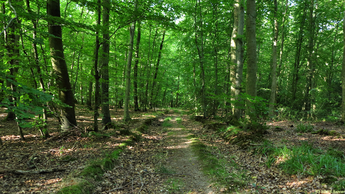 Forêt d'Arques (Chemin)