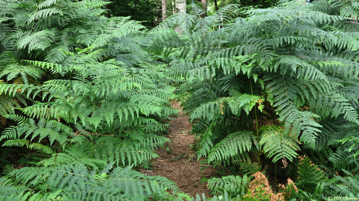 Forêt d'Arques (Fougères 2)