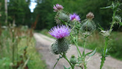 Forêt d'Arques (Chardon)