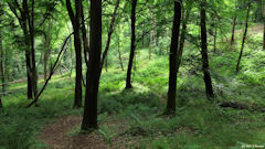 Forêt d'Arques (Sentier 1)