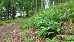 Forêt d'Arques (Sentier 2)