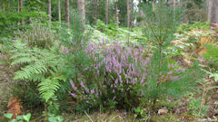 Forêt d'Arques (Bruyère)