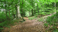 Forêt d'Arques (Sentier 1)