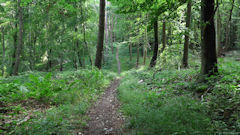 Forêt d'Arques (Sentier 2)