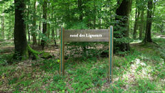 Forêt d'Arques (Panneau 3)