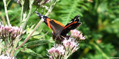 Forêt d'Arques (Papillon)