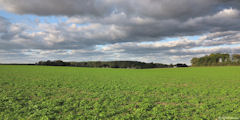 Grainville la Teinturière (Beaudrouard)