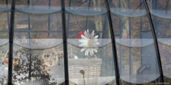 Varengeville sur Mer (Marguerite)