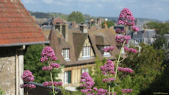Dieppe (Centranthe)