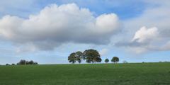 Saint Nicolas d'Aliermont (Arbres)