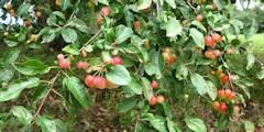 Longueil (Pommes)