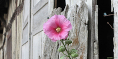 Longueil (Fleur)