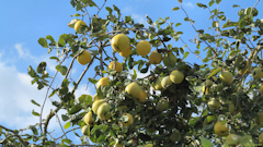 Gueures (Coings)