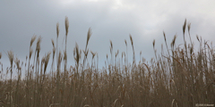 Martigny (Miscanthus)