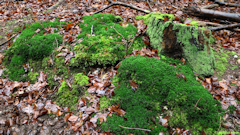 Massif de Pimont (Mousse)