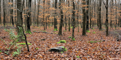 Massif de Pimont (Arbres)