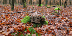Massif de Pimont (Champignon 1)