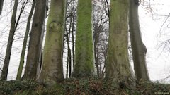 Angiens (Hêtres)