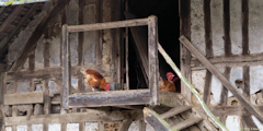 Saint Pierre Bénouville (Poules)