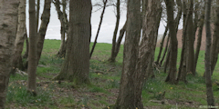 Varengevillle sur Mer (Prairie)