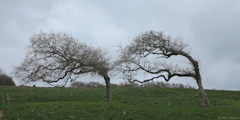Varengeville sur Mer (Trois Arbres)