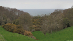 Varengeville sur Mer (Valleuse)