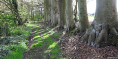 Offranville (Chemin)