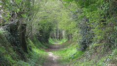 Grèges (Chemin 1)