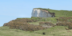 Berneval le Grand (Falaise)