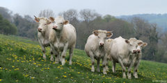 Offranville (Vaches)
