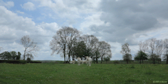 Le Catelier (Vaches)