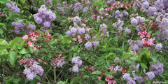 Criel sur Mer (Lilas)
