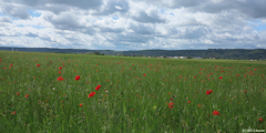 Sahurs (Coquelicots)