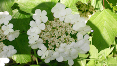 Cuverville sur Yères (Viorne Obier)