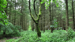 Forêt d'Eu (Arbre)