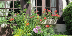 Jumièges (Fleurs)