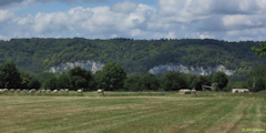 La Mailleraye sur Seine (Falaises)