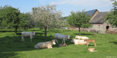 Sept-Meules (Vaches)
