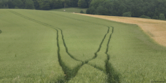 Dancourt (Traces)