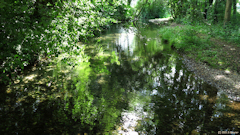 Saint Aubin le Cauf (Ruisseau)