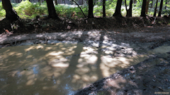 Forêt de Jumièges (Ombres)