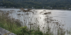 Jumièges (Ombellifères)