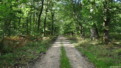Val de la Haye (Chemin 1)