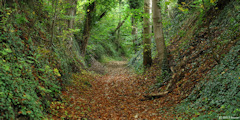 Belbeuf (Chemin 2)