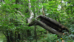 Saint Aubin Celloville (Arbre)