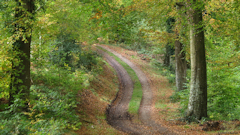 Forêt d'Eawy (Route forestière 1)