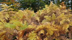 Forêt d'Eawy (Fougères)