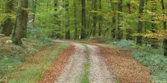 Forêt d'Eawy (Route forestière 3)