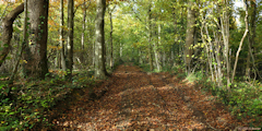 Osmoy Saint Valery (Chemin 1)