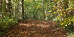 Osmoy Saint Valery (Chemin 2)